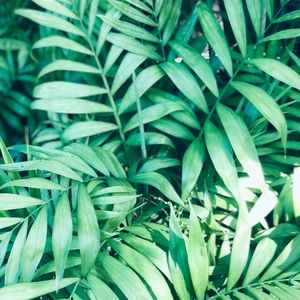 Meet your Posher, Shimaine